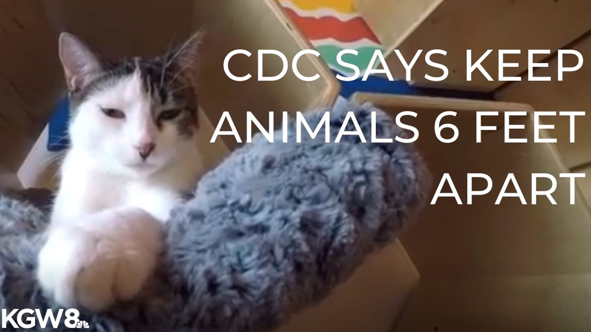 Protect yourself and your pets: CDC says keep animals 6 feet apart 