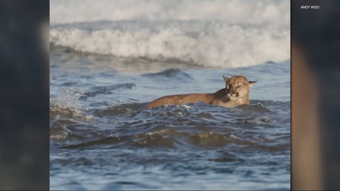 Cannon Beach community on the lookout after cougar sightings - Vimarsana News