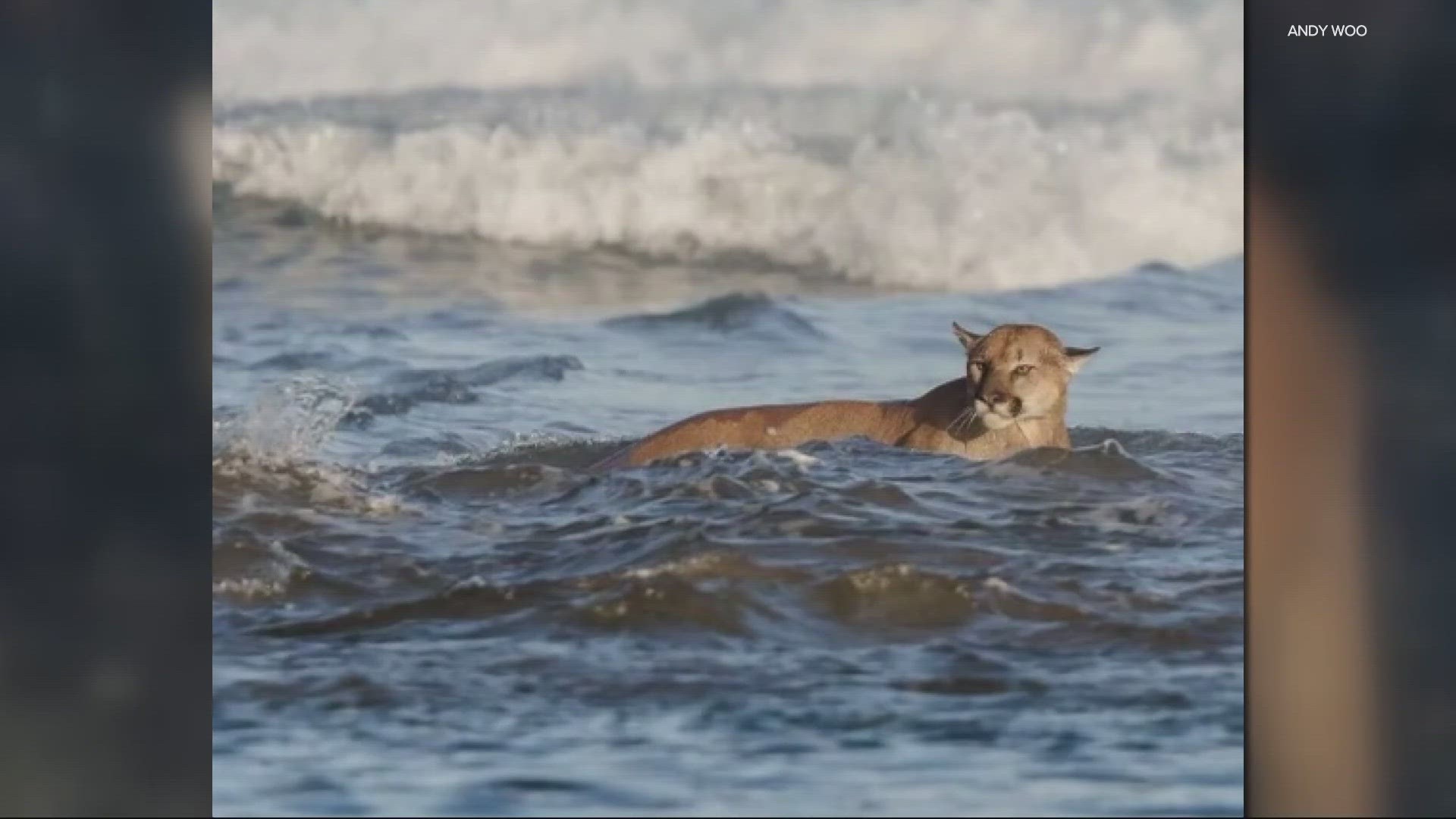 Cannon Beach police said there were two separate sightings, just weeks after a cougar climbed Haystack Rock. What should you do if you see a cougar?