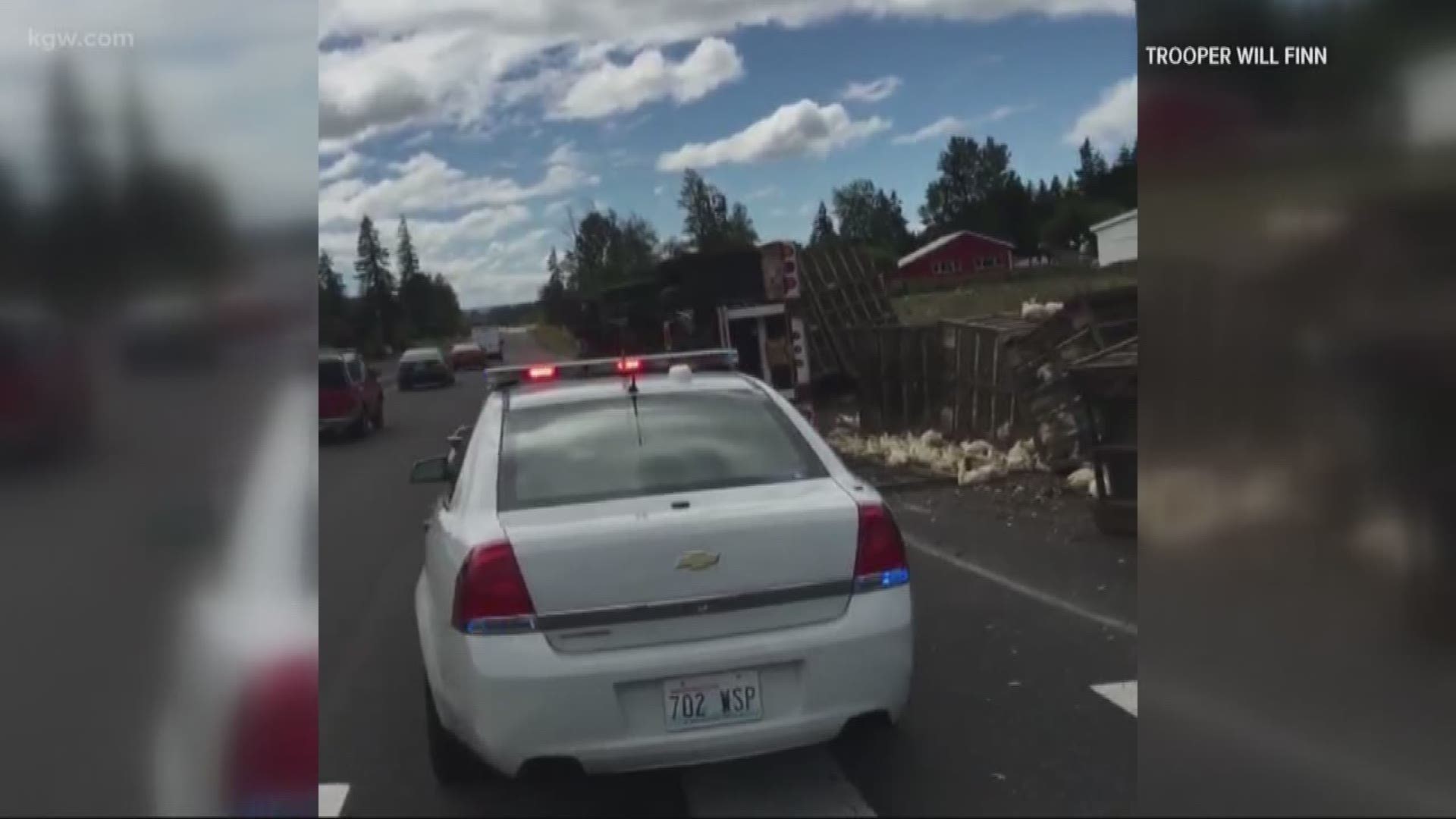 The truck was loaded with chickens.