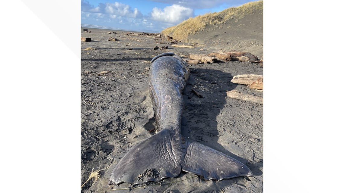 Third dead whale in a week washes up on Oregon coast - The San Diego  Union-Tribune