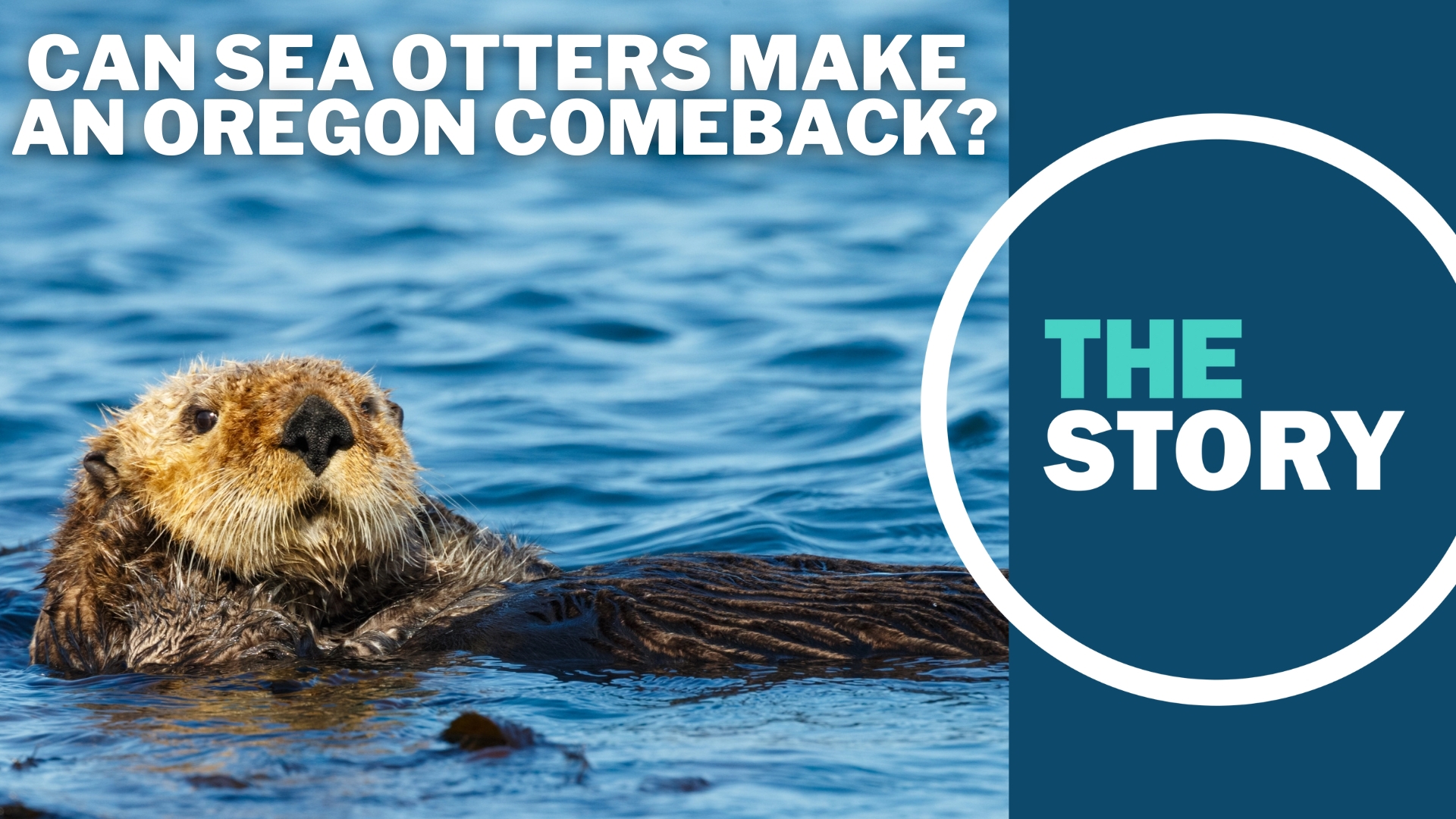 Sea otters were hunted to local extinction more than 100 years ago. Their absence left a hole in Oregon Coast ecosystems that's being felt now more than ever.