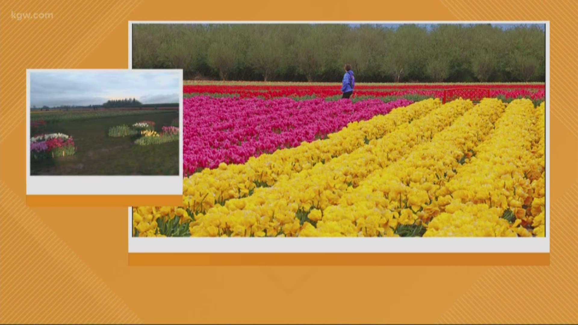 Rod chats with Gabrielle Mueller, the marketing director for the tulip festival