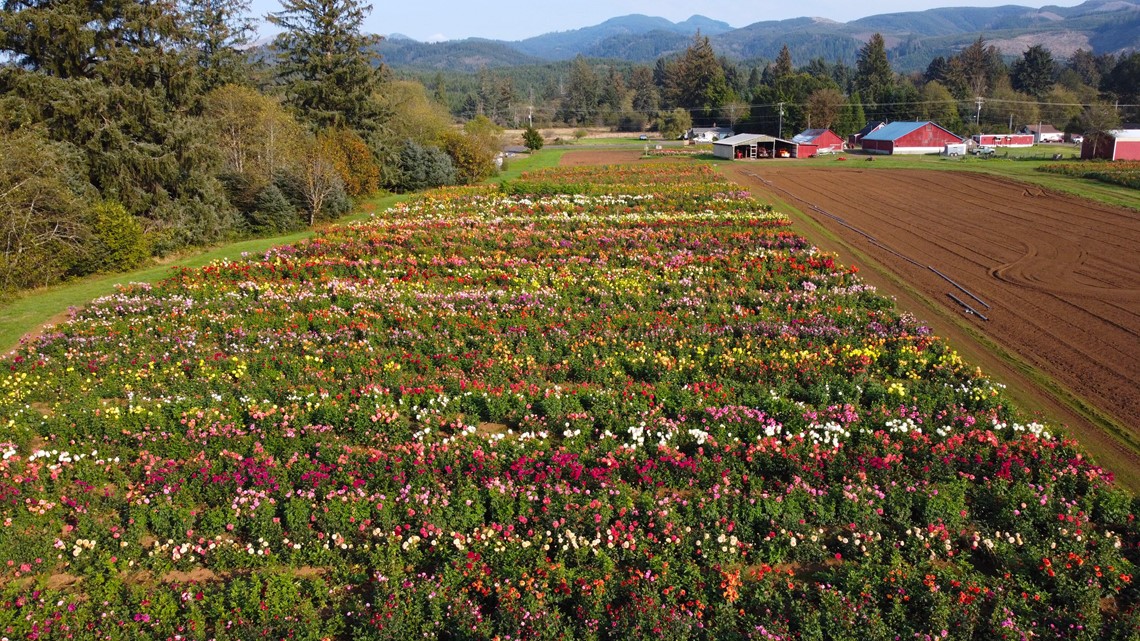 Tillamook County offers dahlias, dairy products, and delicious oysters