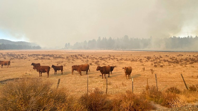 Oregon escaped burn inflames old tensions between ranchers and federal government