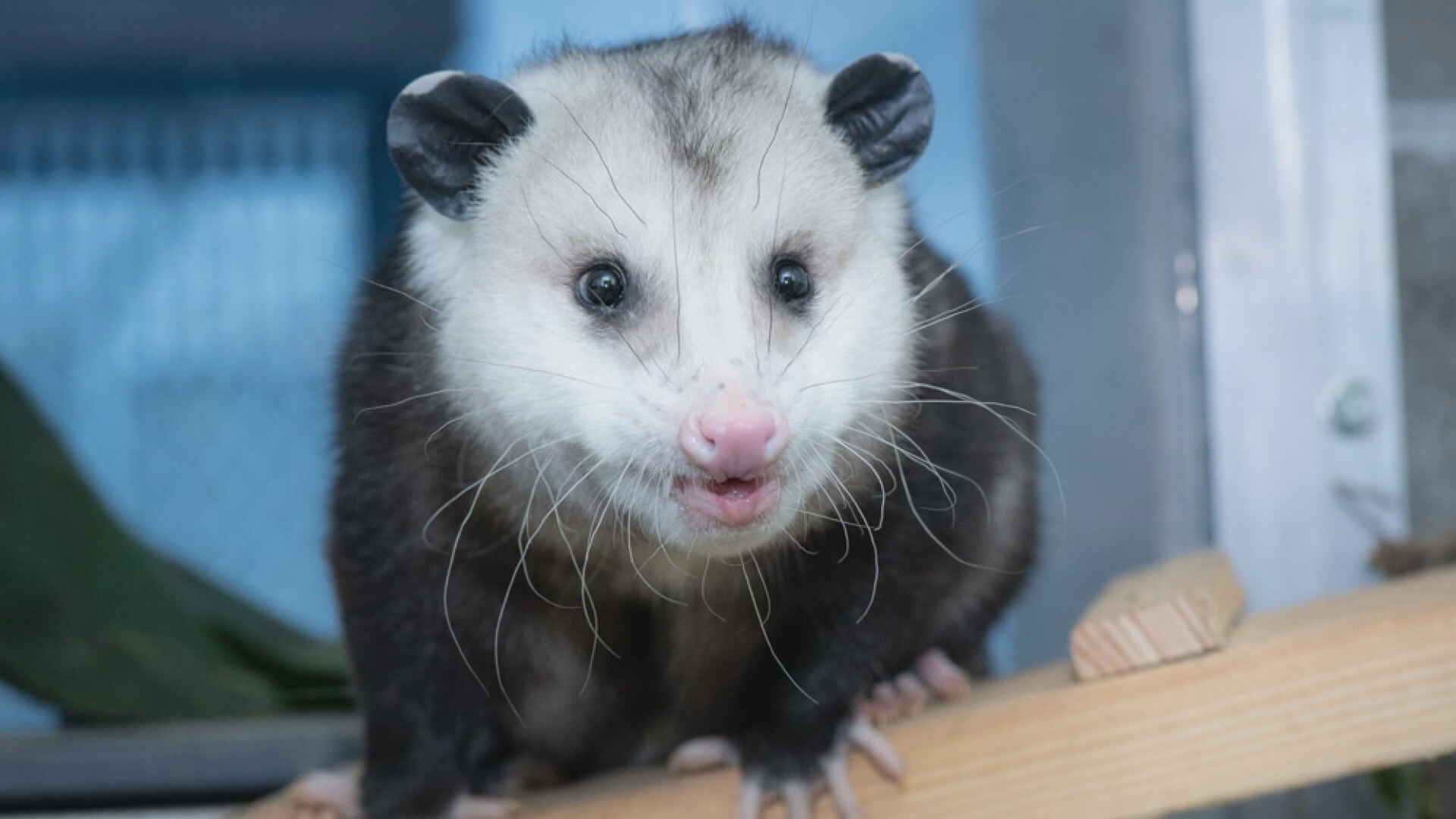 A group of animals at the Oregon Zoo, known as "second chance animals," have faced some type of life-threatening challenge, like being orphaned or injured.