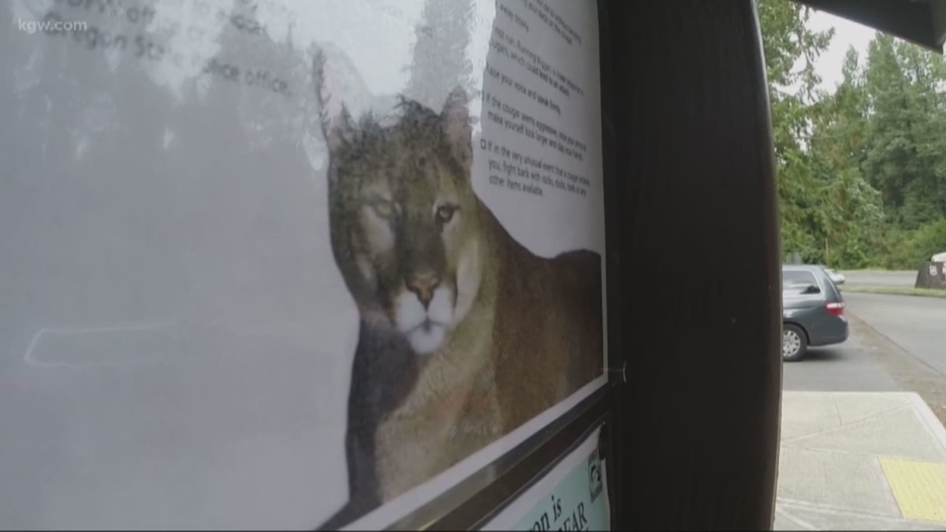An Oregon Department of Fish and Wildlife spokesman on Saturday said it is a "strong possibility" the cougar officials shot and killed on Friday was the one believed to have attacked and killed a Gresham woman.