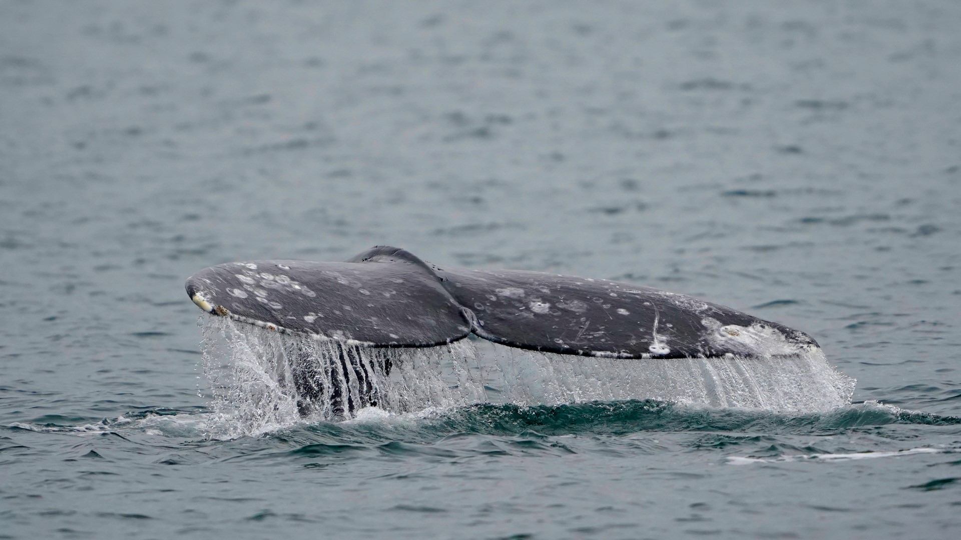 Whale Watch Week on the Oregon coast When it starts, details