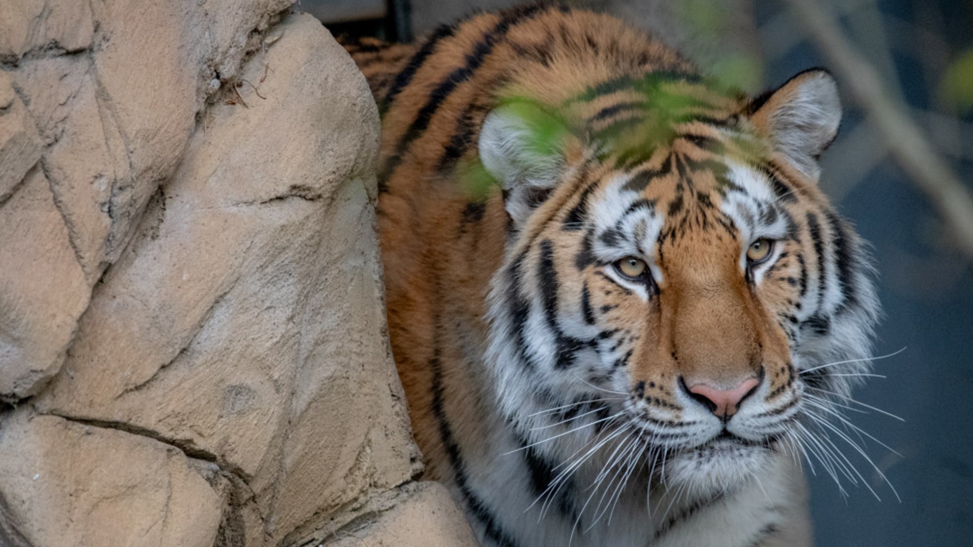 Oregon Zoo's new Amur tiger, named "Dmitri."