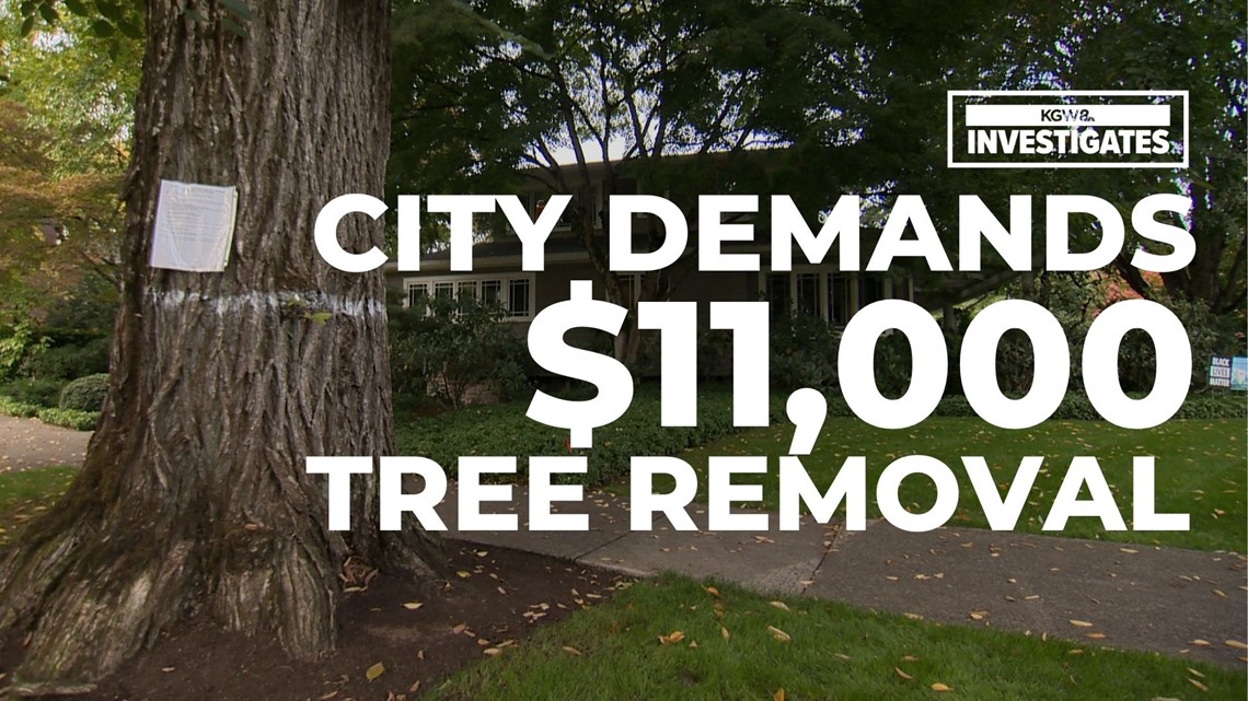 City demands Portland homeowner pay $11,000 to cut down elm tree within 30 days