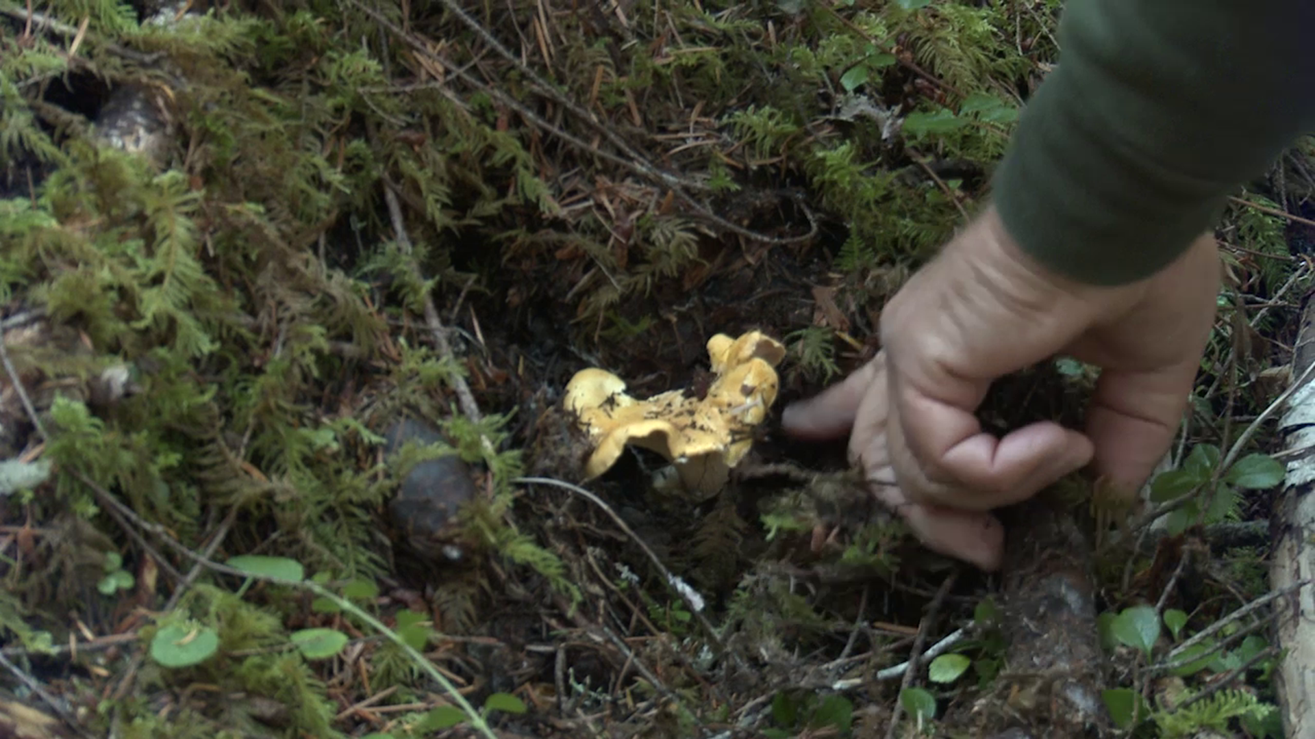 Fall is one of the best times of the year to go foraging for wild mushrooms. Grant McOmie went hunting for chanterelles in the Tillamook State Forest.