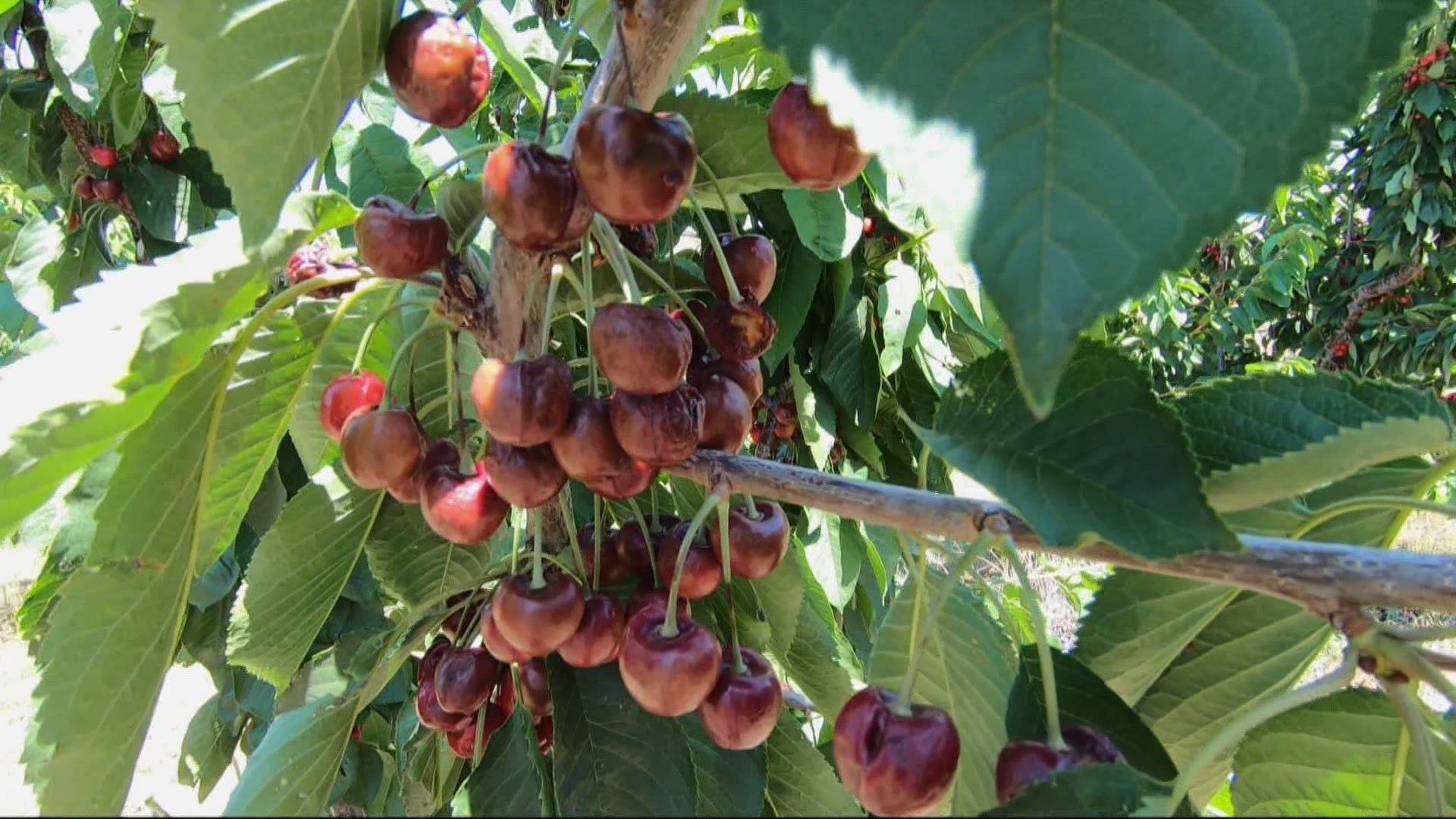 After the record-breaking heat wave, community donated money to help orchard workers stay hydrated during hot summer days.