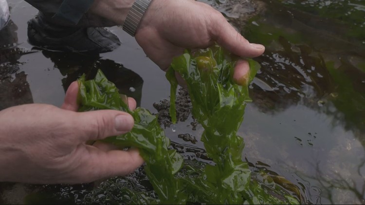Serving up a non-traditional feast made from Oregon's wild edibles
