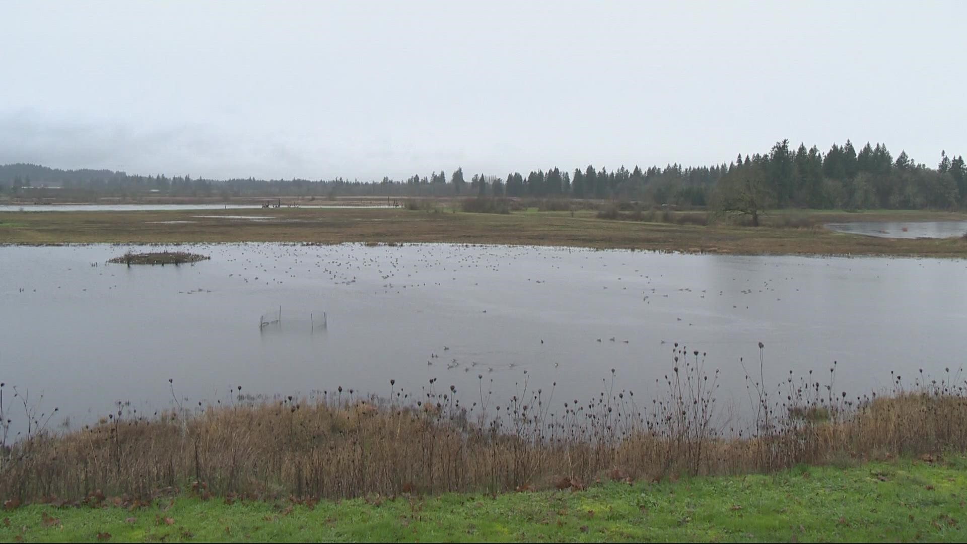 The Tualatin River National Wildlife Refuge is not far from downtown Portland. With more typical PNW winter weather on the way, these refuges are a great option.