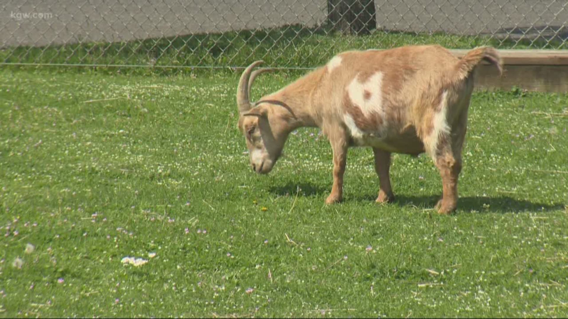 The search is on for a new home for Portland's famous "Belmont Goats"!
