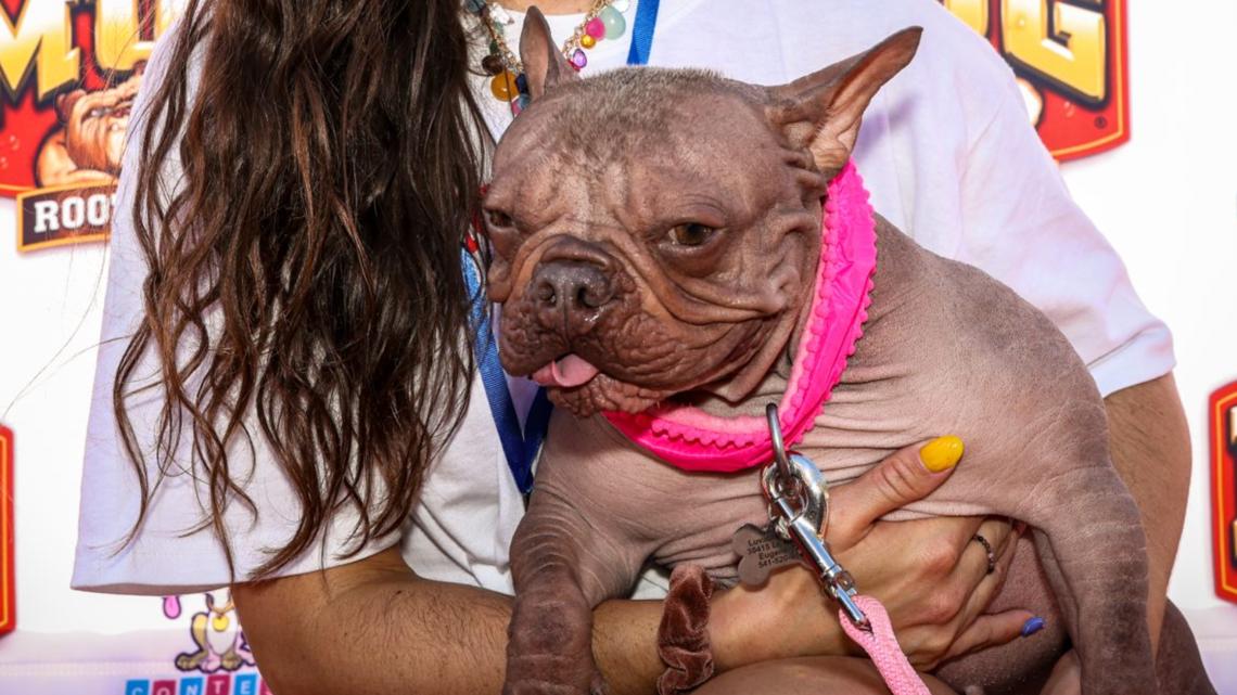 Eugene dog named world's ugliest after rescue from Las Vegas breeder; wins $10K prize