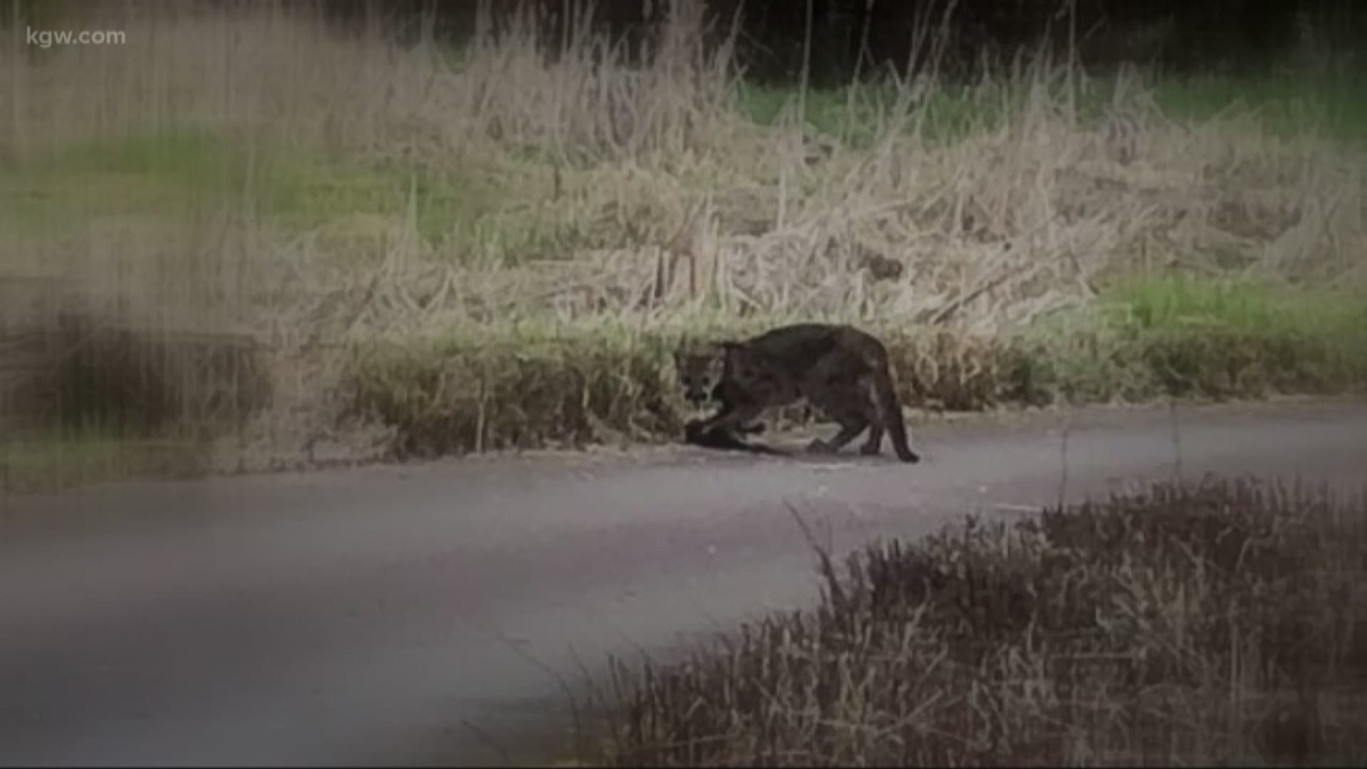 ODFW euthanizes cougar spotted in Silverton