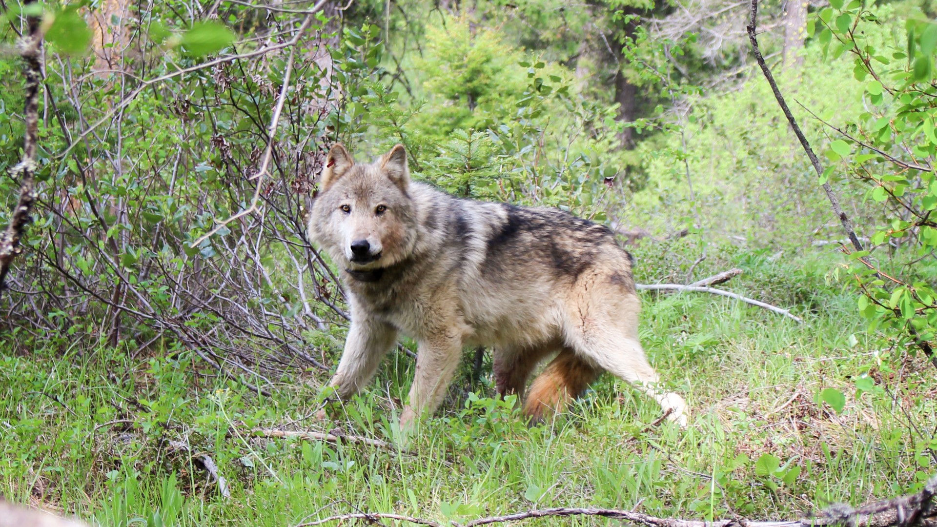 Washington's wolf population grew 16% last year, state says | kgw.com