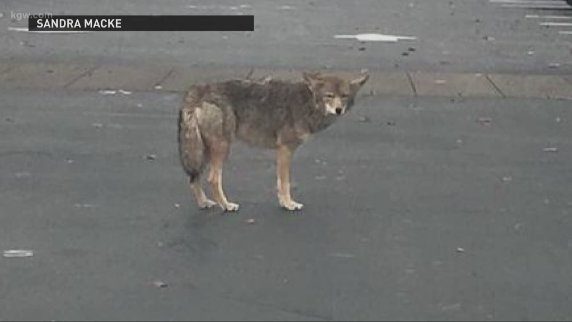 Tips on how to handle a coyote encounter