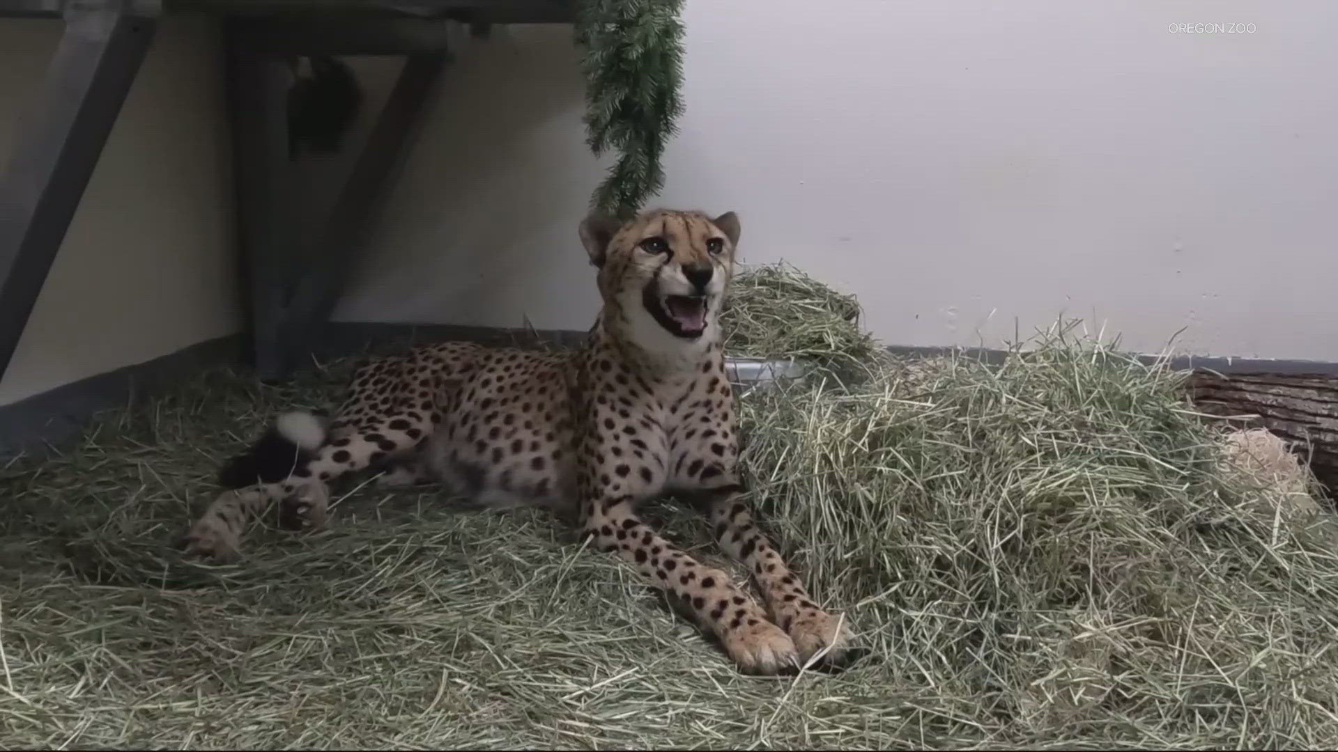 Oregon Zoo cheetah Strike dead at 15 | kgw.com