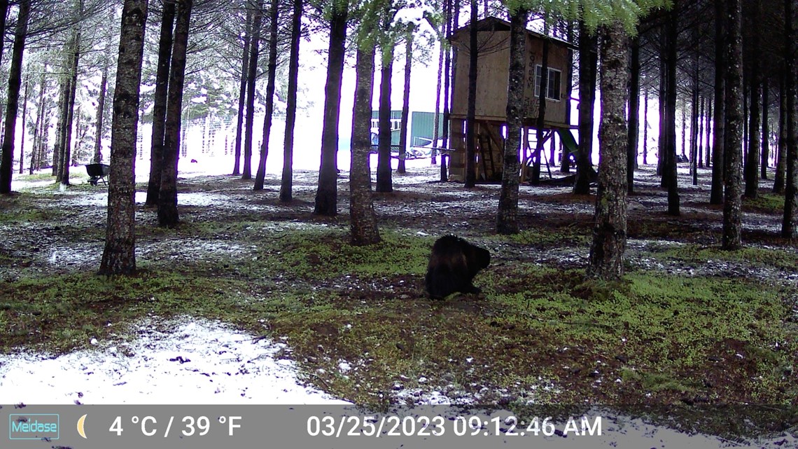 Third Portland-area wolverine sighting reported Saturday - Vimarsana News