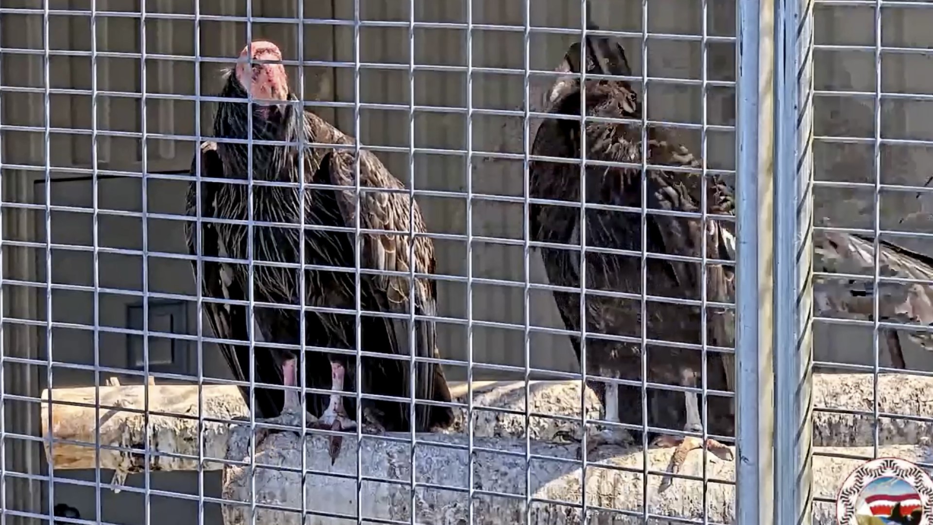 Condors Soar Once More Over Northern California Redwoods 