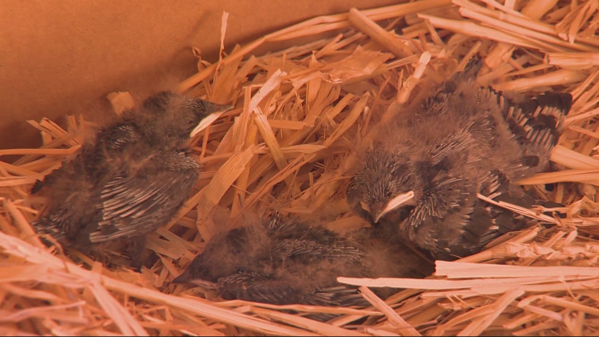 The Pacific Northwest heat wave may have caused a number of hawks to leave their nest before they were ready to fly.