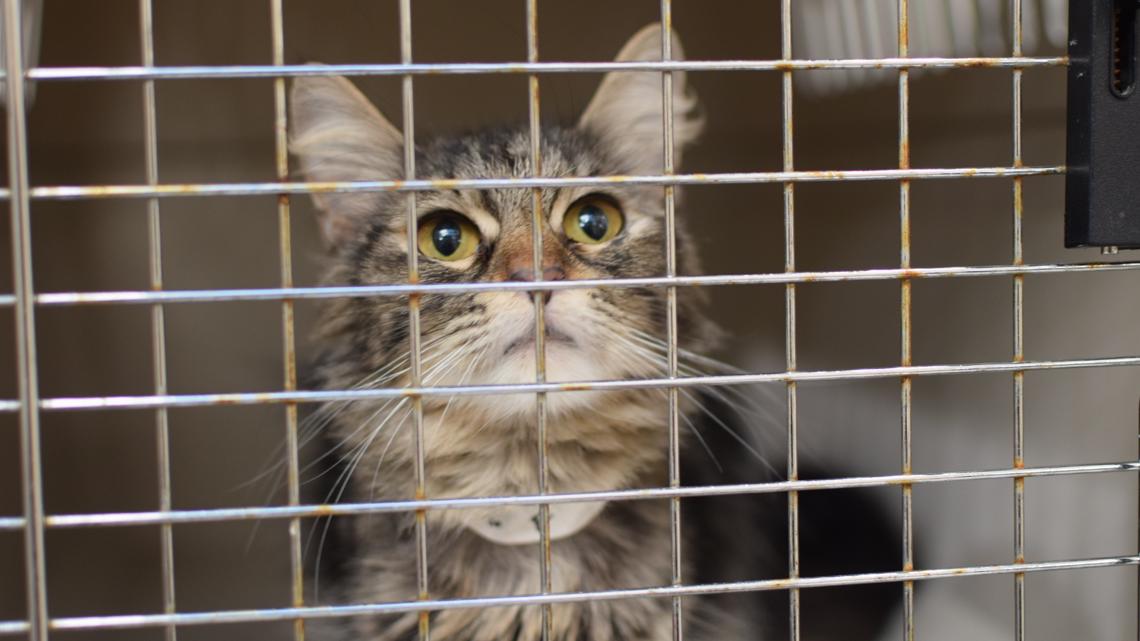 Oregon Humane caring for 80 cats seized from home; court documents detail 'hazardous' and unsanitary conditions