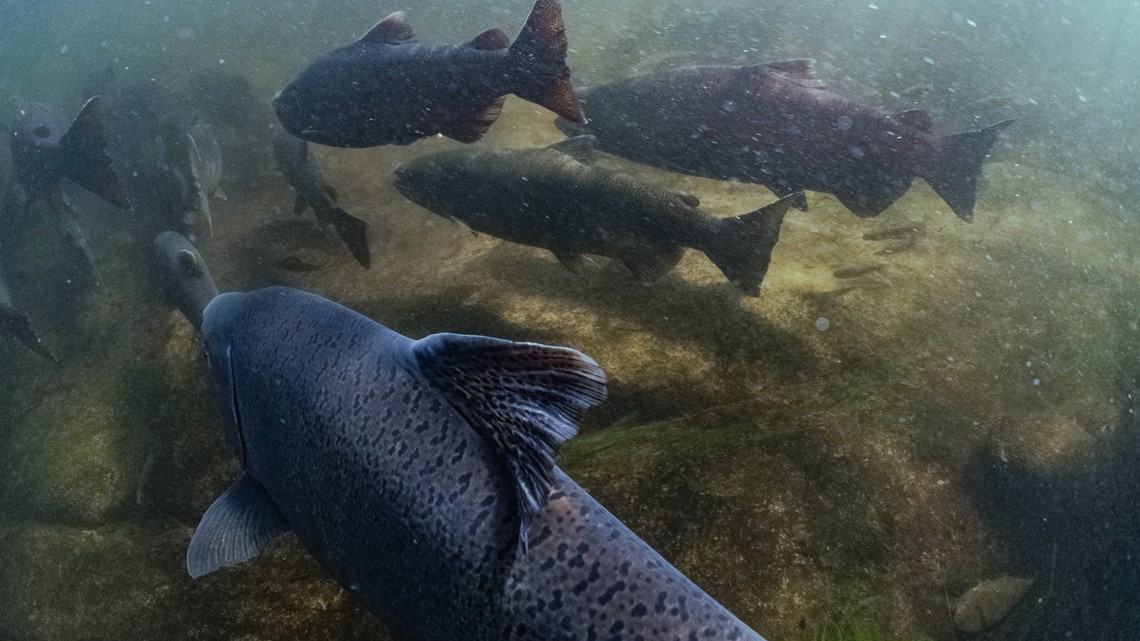 Salmon fishing season closed in California, most of Oregon