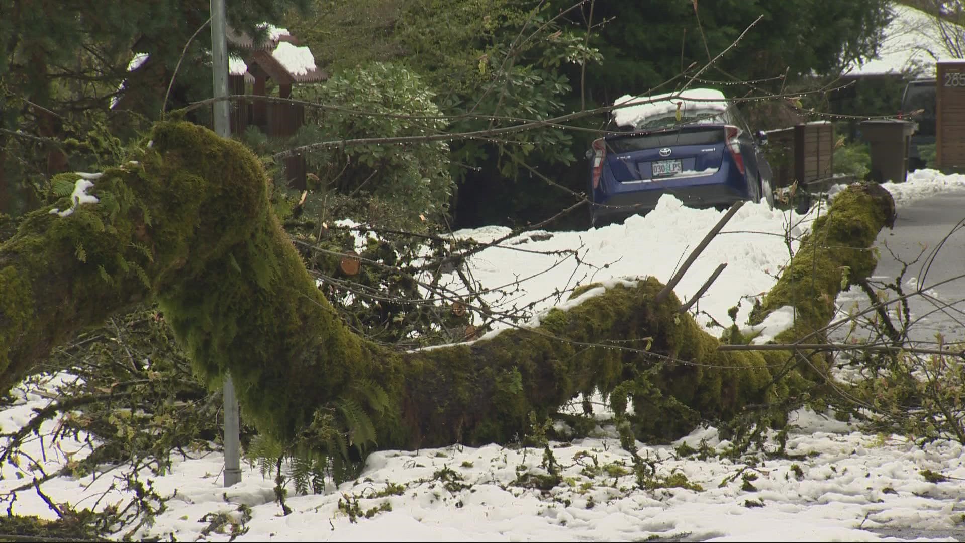 Hundreds of trees and branches fell following heavy snowfall in Portland on Monday, April 11. KGW's Mike Benner has the latest in cleanup efforts.