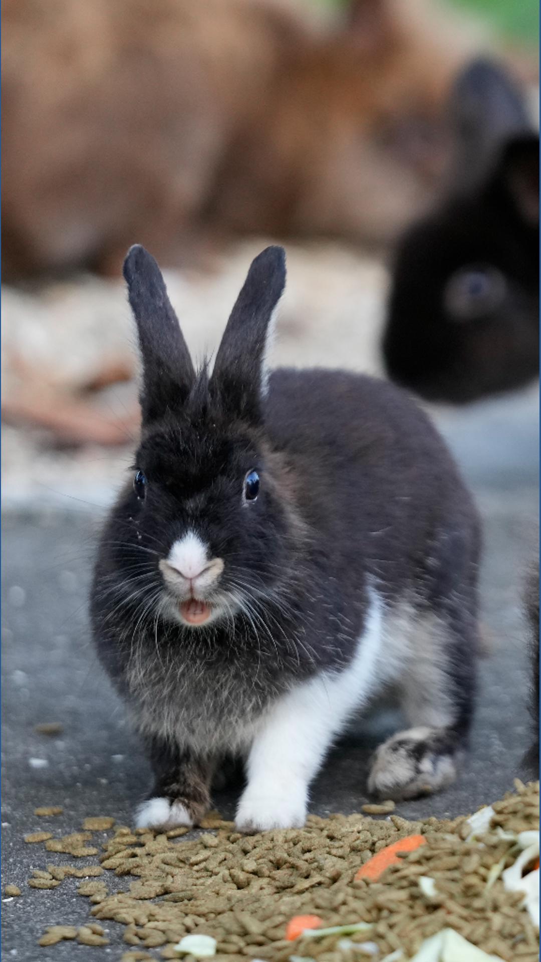 On Easter, some Portland rabbit rescues are pausing adoptions. Here's why