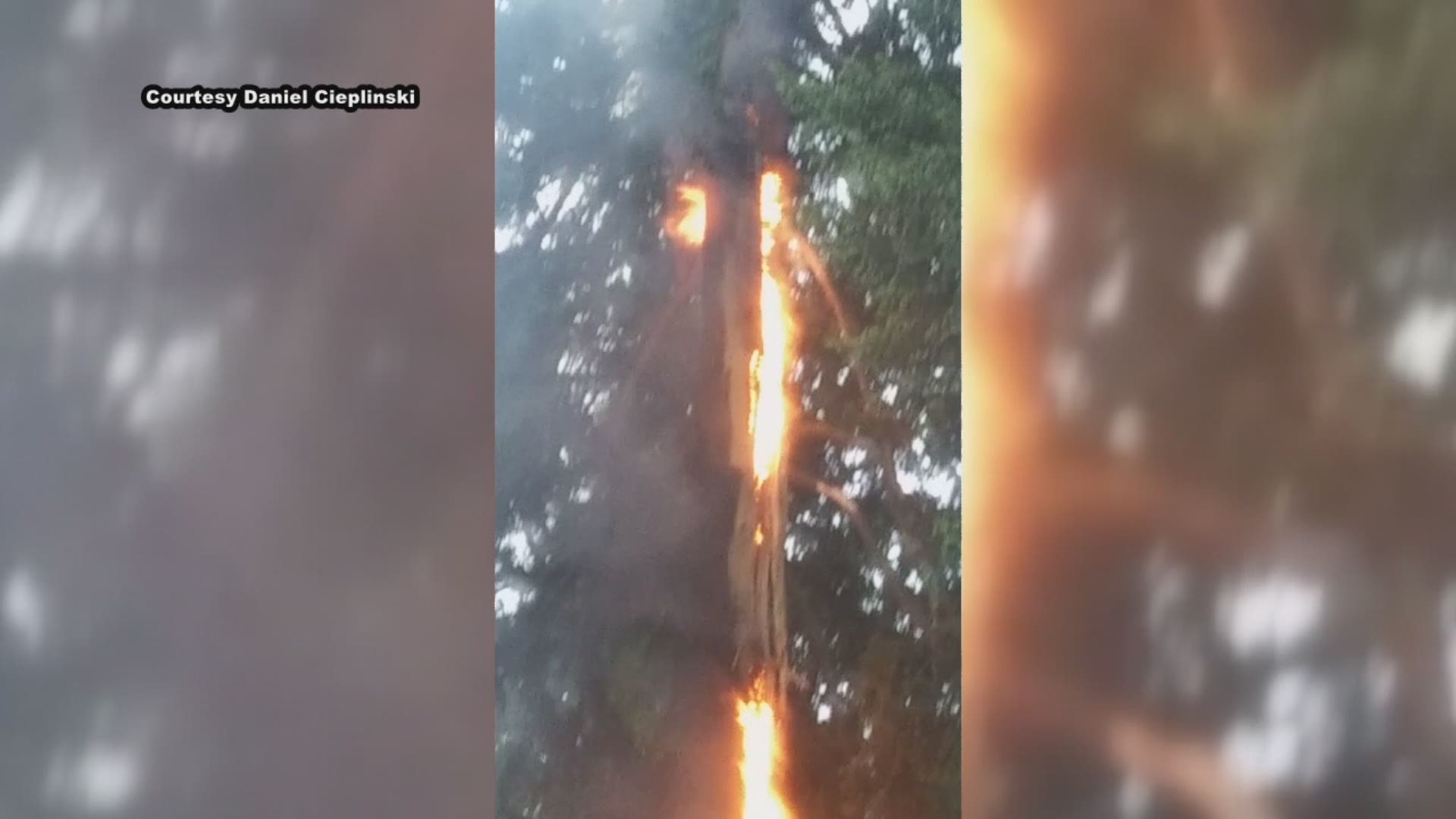Tree struck by lightning, catches fire in Eugene on May 18, 2019.