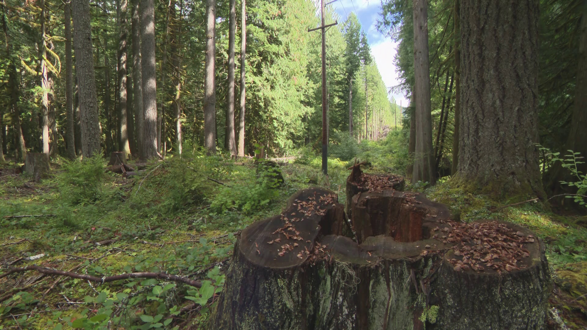 PGE crews work year-round to prevent wildfires in Oregon's forests