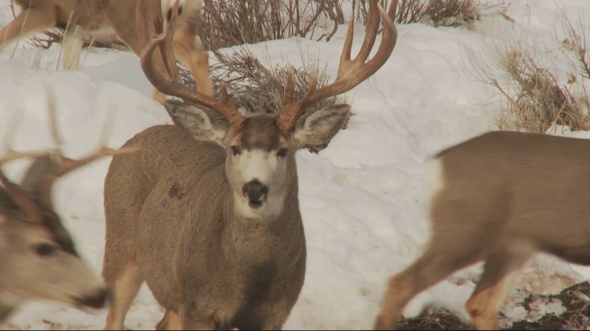 Guests can check out the 12,000-acre Elkhorn Wildlife Area loop to see Rocky Mountain elk up close.