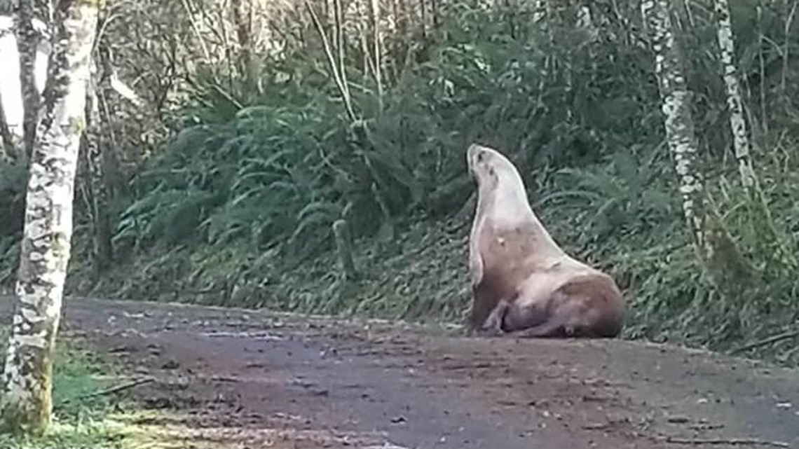 Sea lion show planned at Raging Rivers