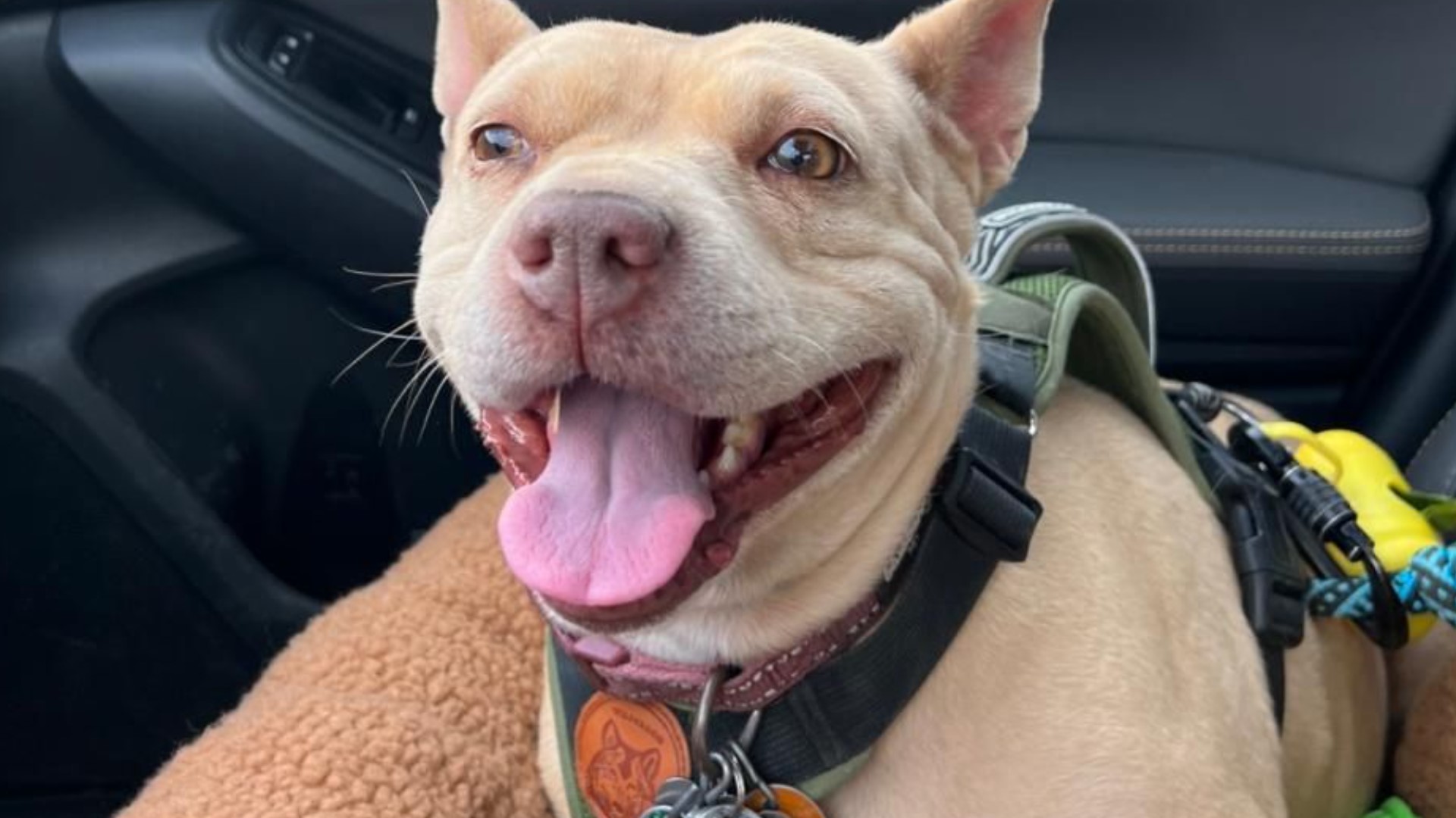 Viral TikTok brings surge of support for dog injured in attack