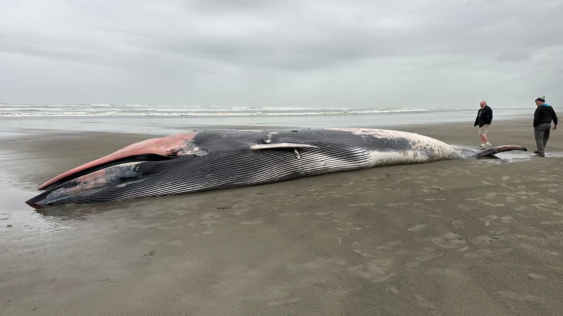 Onlookers react to 46-foot fin whale washed ashore on Sunset Beach: 'Force of nature. Just super wild'