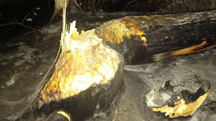 Tree-chomping beaver starts brush fire near Multnomah Falls