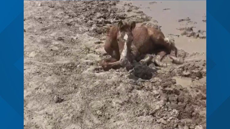 Foal rescued from mud in southeastern Oregon