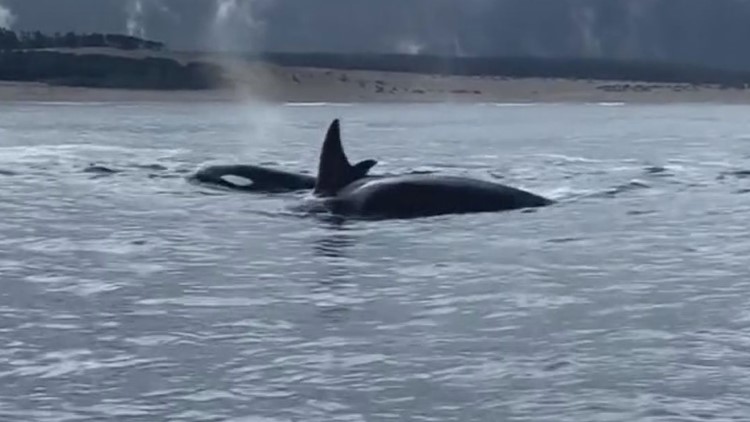 'Very spooked': Oregon boat captain describes close encounter with orca
