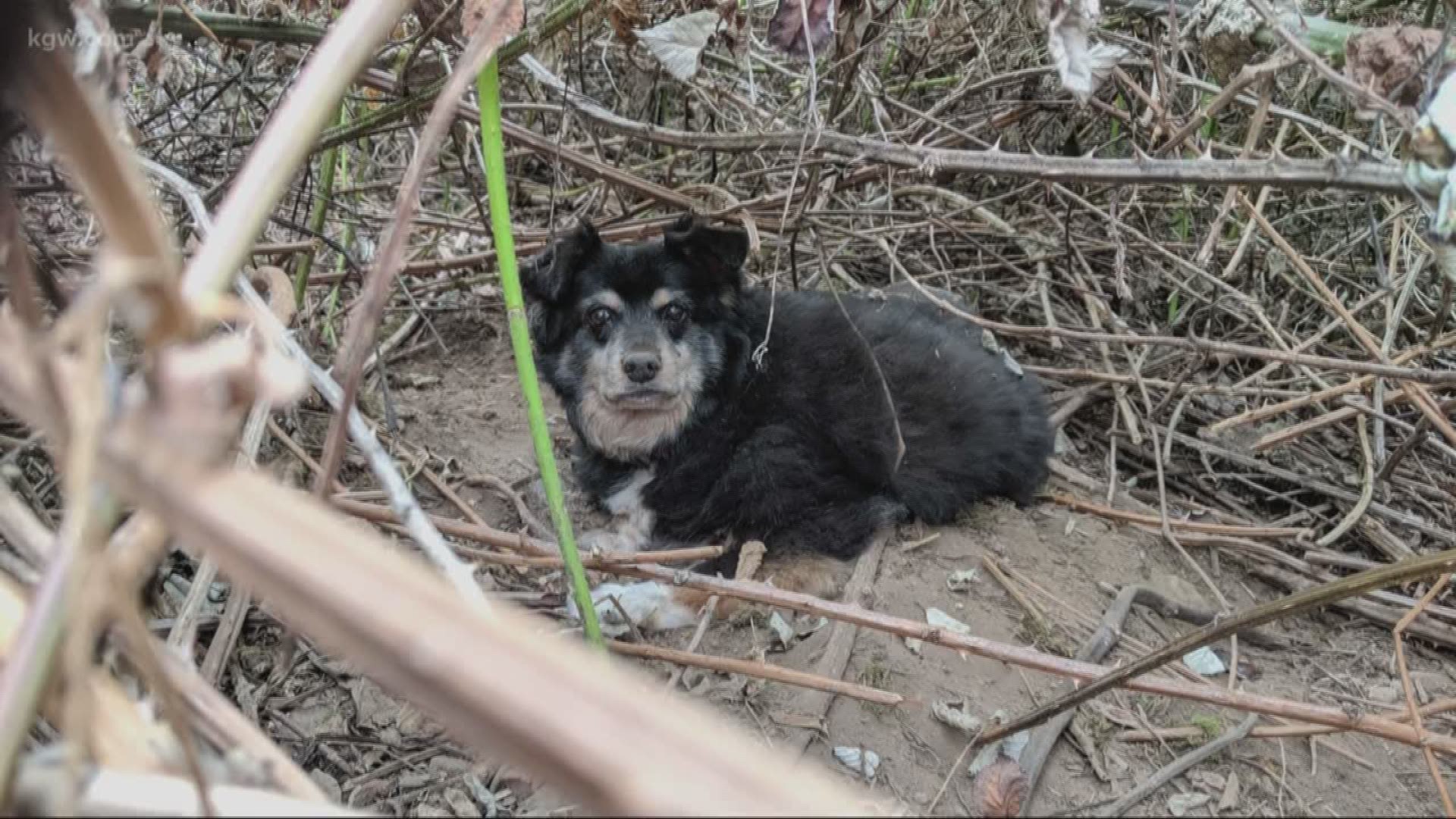 A dog stranded on a steep hillside in Canby for about six to eight days was rescued on Monday, according to the Oregon Humane Society.