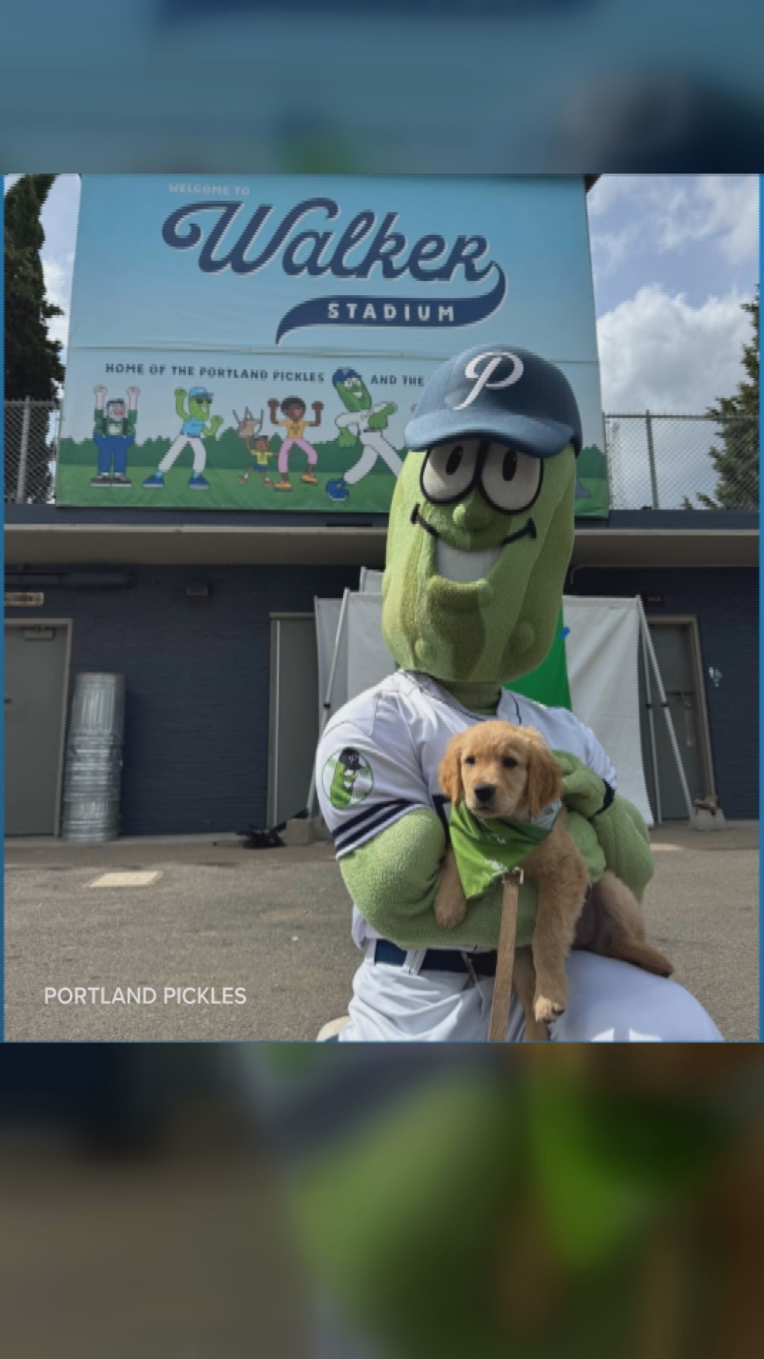 Woof Wednesday at Walker Stadium: golden retriever takeover | kgw.com