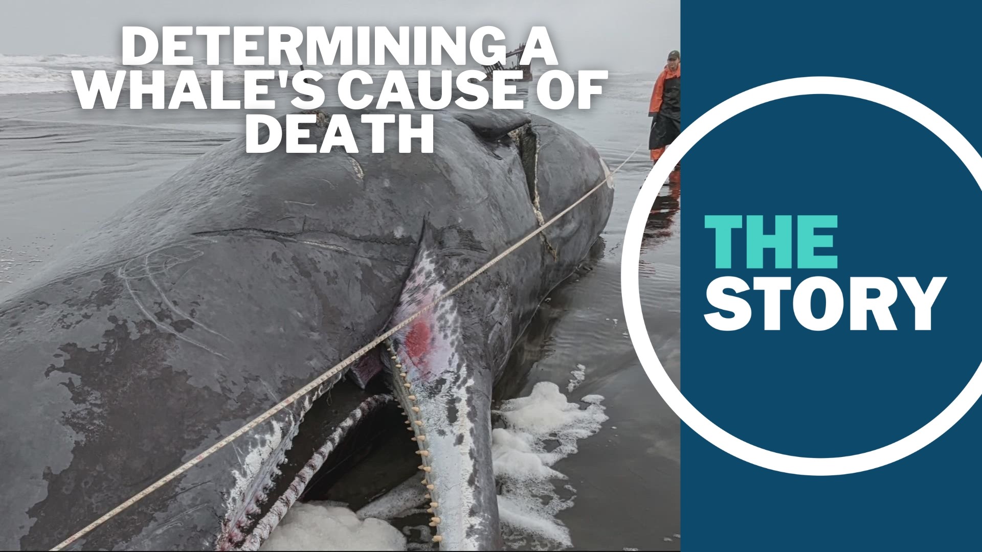 Dead whales are washing up on the East Coast. The reason remains a mystery.