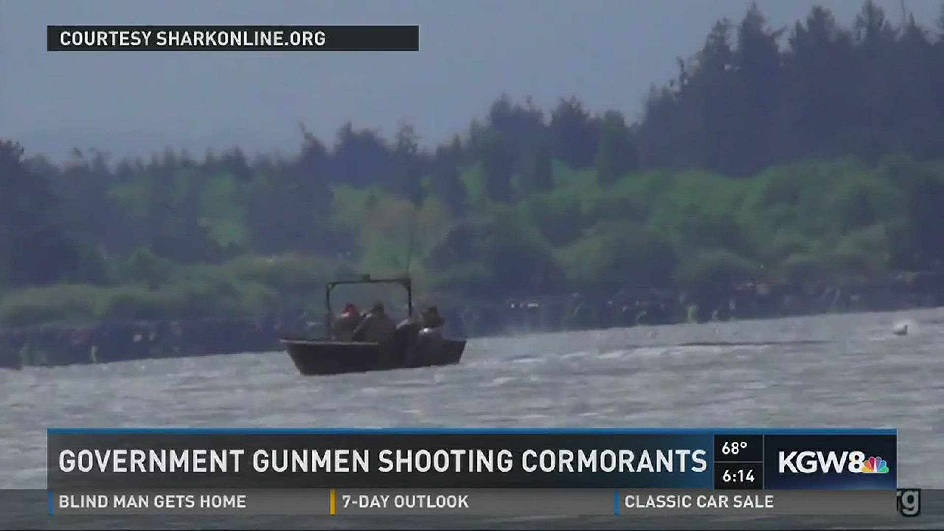 Government gunmen shooting Cormorants
