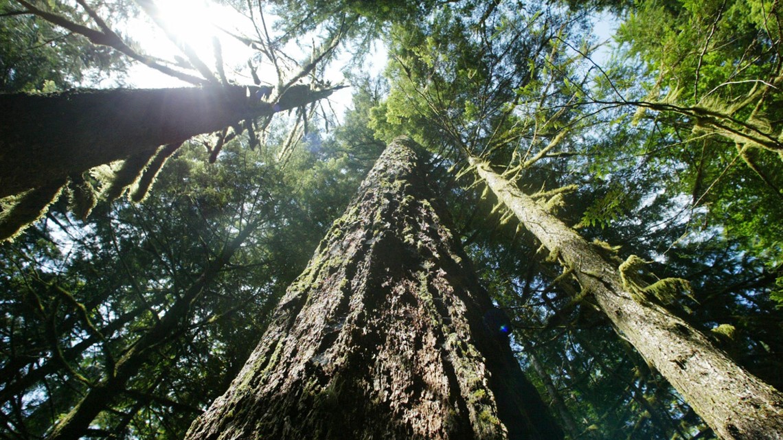 Protecting mature, old growth forests on Oregon's federal lands - Vimarsana News