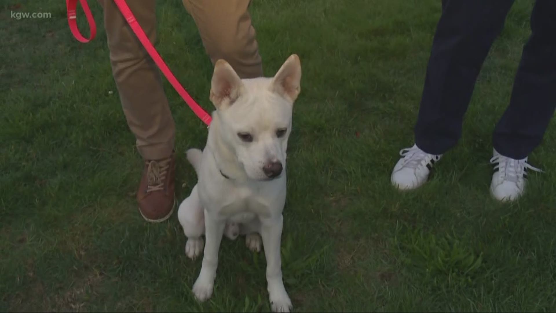 Vancouver Humane Society shows off dogs