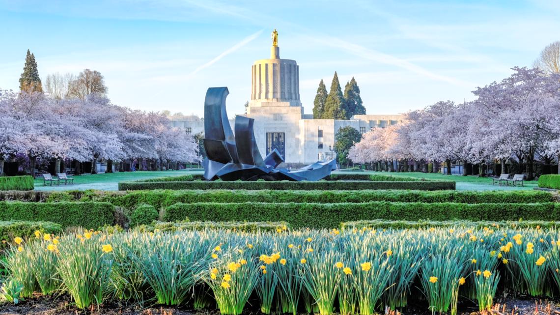 Cherry blossoms in Portland Where you can see them