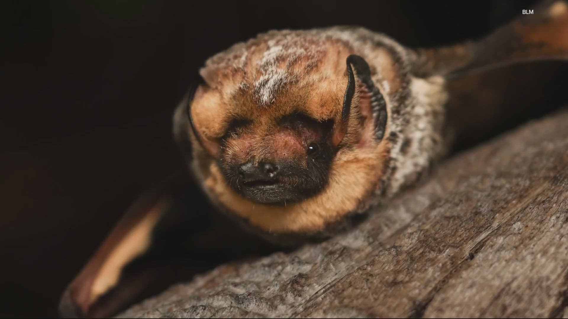 Hoary Potter, a hoary bat, takes the crown in this year's contest, defeating Lestat, a Western small-footed bat from Idaho.