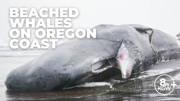 In the News: 3 whales wash up on Oregon coast in a week
