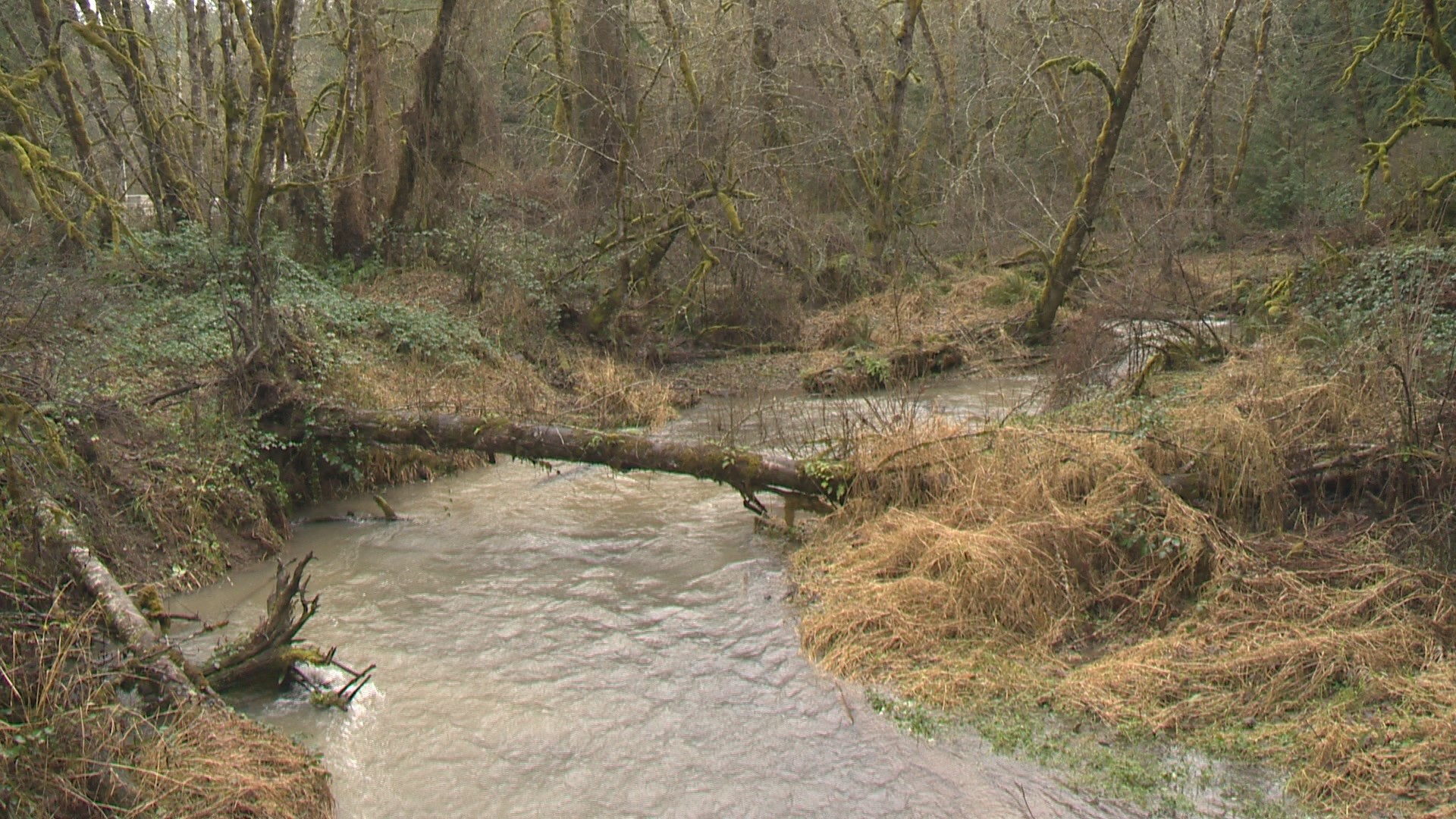 Get out there with First Day Hikes at Oregon's state parks